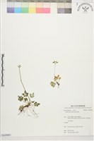 藏品(森氏黃連)的圖片