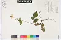 藏品(小白頭翁、野棉花)的圖片