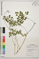 藏品(微毛爪哇唐松草)的圖片