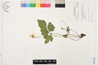 藏品(小白頭翁、野棉花)的圖片