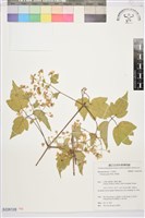 藏品(串鼻龍)的圖片