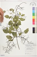 藏品(沖繩鐵線蓮（毛果鐵線蓮）)的圖片