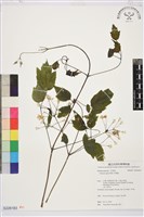 藏品(串鼻龍)的圖片