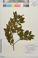 藏品(早田氏柃木)的圖片