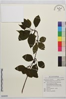 藏品(阿里山五味子)的圖片