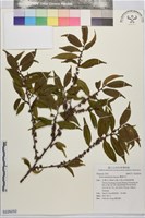 藏品(薄葉柃木)的圖片
