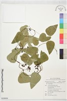 藏品(千金藤、金線吊烏龜)的圖片