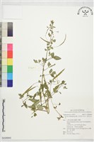 藏品(平伏莖白花菜、成功白花菜)的圖片