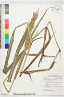 藏品(多穗雀稗)的圖片