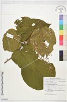 藏品(克蘭樹)的圖片