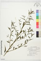 藏品(細葉水丁香)的圖片