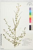 藏品(向天黃)的圖片