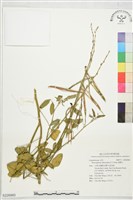 藏品(寬翼豆)的圖片