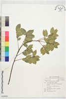 藏品(太魯閣櫟)的圖片