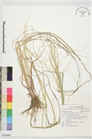 藏品(千金子)的圖片