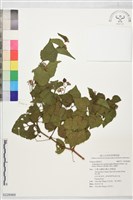 藏品(漢氏山葡萄)的圖片