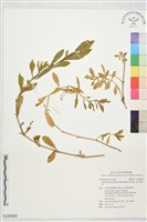 藏品(空心蓮子草)的圖片