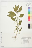 藏品(鐵莧菜)的圖片