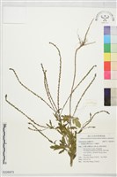 藏品(馬鞭草)的圖片