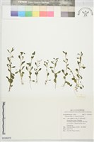 藏品(美洲母草)的圖片