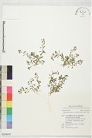 藏品(石胡荽、吐金草)的圖片