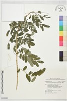 藏品(濱槐)的圖片