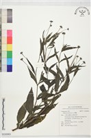 藏品(鱧腸)的圖片