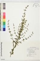 藏品(野甘草、甜珠子草)的圖片