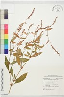 藏品(光蓼)的圖片