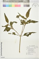 藏品(光葉水菊)的圖片