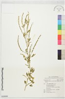 藏品(印度草木樨、野苜蓿、朗日巴花)的圖片