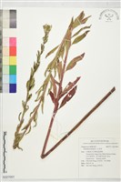 藏品(月見草)的圖片