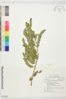 藏品(濱槐)的圖片