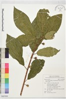 藏品(牛乳榕)的圖片