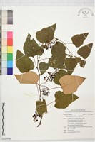 藏品(基隆葡萄)的圖片