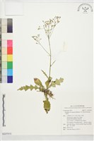 藏品(刀傷草)的圖片