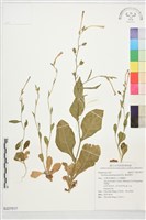 藏品(皺葉煙草)的圖片