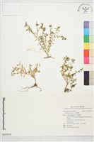 藏品(毛馬齒莧)的圖片