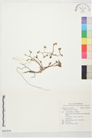 藏品(馬齒莧)的圖片