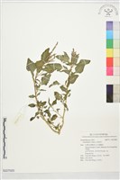 藏品(野莧菜)的圖片