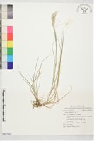 藏品(孟仁草)的圖片