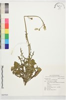 藏品(鬼苦苣菜)的圖片