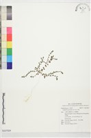 藏品(伏生大戢)的圖片