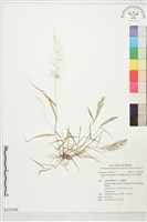 藏品(鯽魚草)的圖片