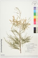 藏品(無葉檉柳)的圖片