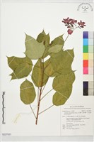 藏品(日日櫻、南洋櫻、紅花假巴豆火漆木)的圖片