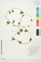 藏品(野牽牛)的圖片