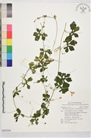 藏品(小苦瓜)的圖片