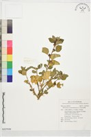 藏品(賽葵)的圖片