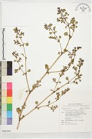 藏品(假海馬齒)的圖片